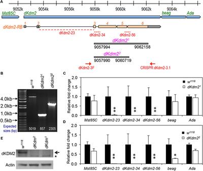 The Lysine Demethylase dKDM2 Is Non-essential for Viability, but Regulates Circadian Rhythms in Drosophila